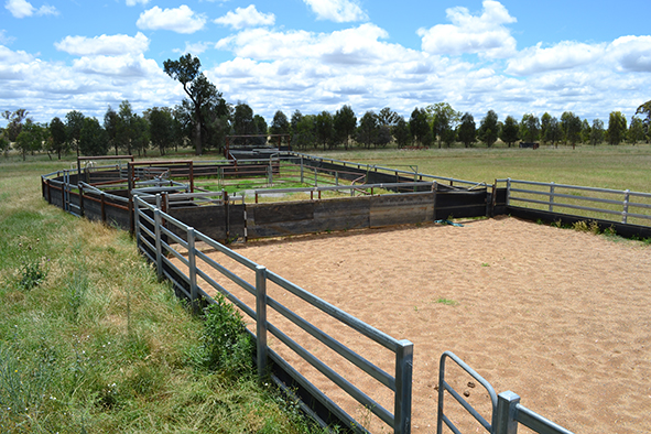 Cudal Showground campdraft yard