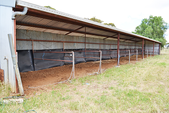 Cudal showground horse yards